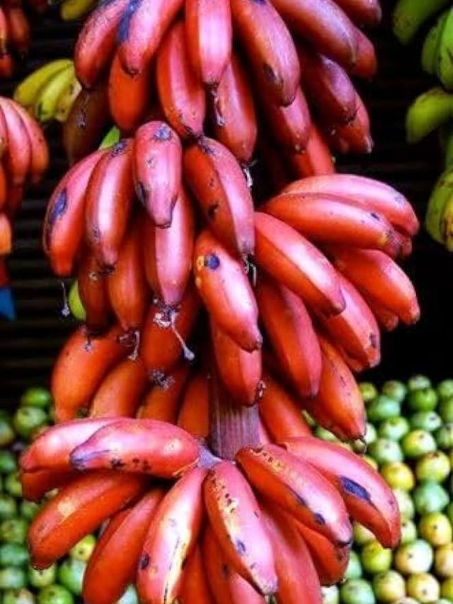 red banana weight loss or gain, red banana side effects, red banana benefits, red banana benefits for male, red banana price, red banana name, red banana calories,red banana benefits for female,